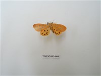 藏品(胡麻斑紅燈蛾)的圖片